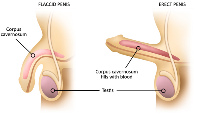 erection anatomy